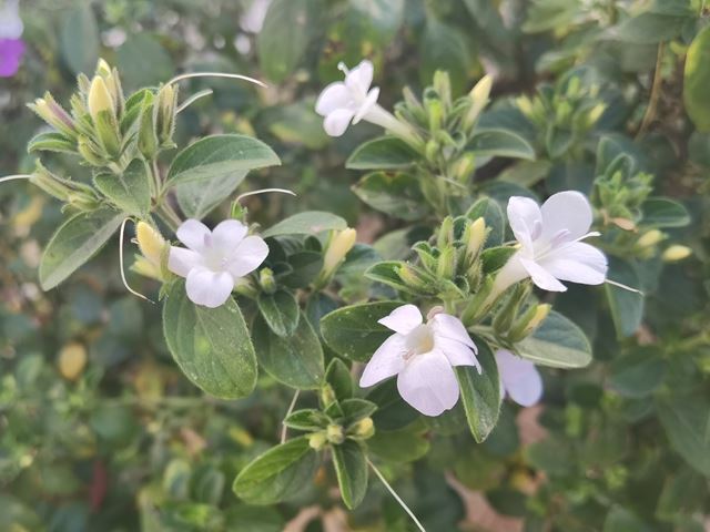 Barleria obtusa white (5) white flowers shrub pot plant hardy well drained soil balcony plant beautiful flowers small leaves hairy leaves